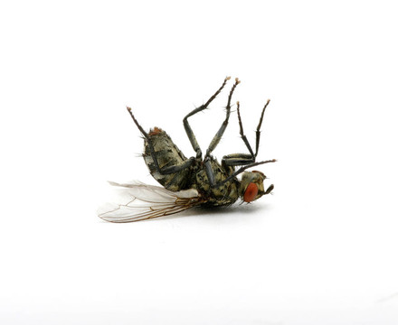 死蒼蠅