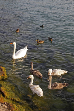 疣鼻天鵝（Cygnus olor）；意大利