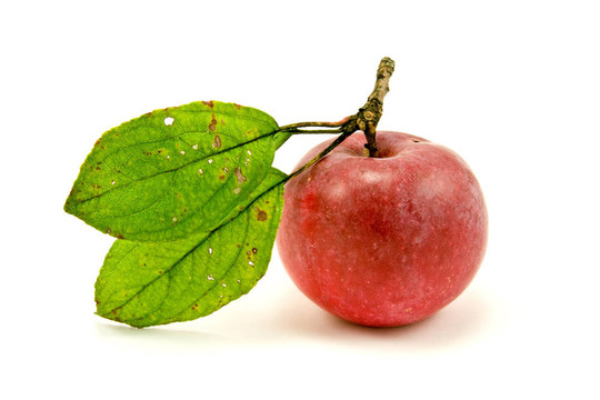 紅蘋果綠葉