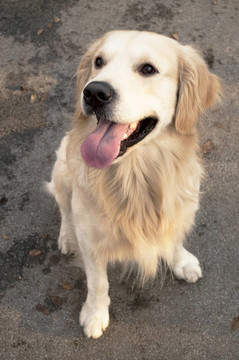 漂亮的金毛獵犬