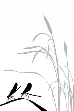 兩只蜻蜓在草的剪影