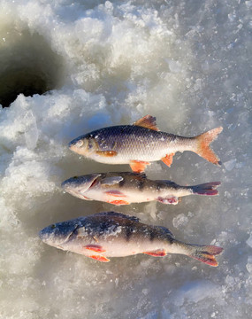鱸魚釣5