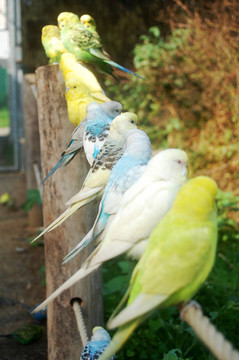 奇異的鳥兒