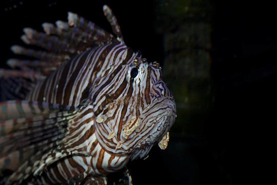 水族館獅子魚