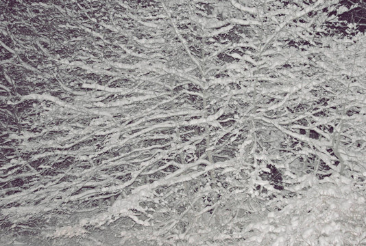 樹上的雪