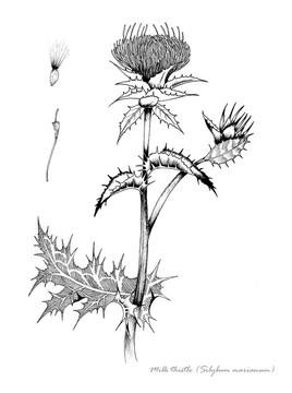 奶薊