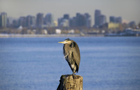 大藍(lán)鷺（Ardea herodias）