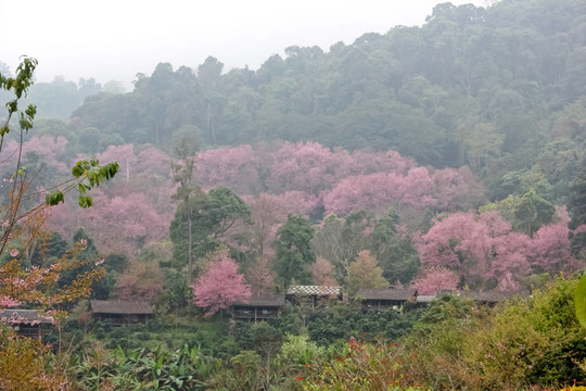 櫻花