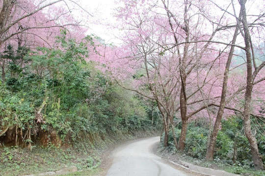 路上鋪滿櫻花