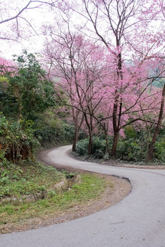 路上鋪滿櫻花