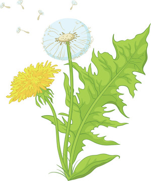 花與葉的蒲公英