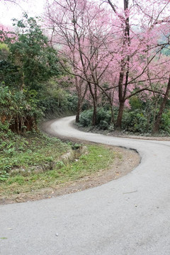 路上鋪滿櫻花