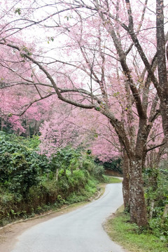 路上鋪滿櫻花