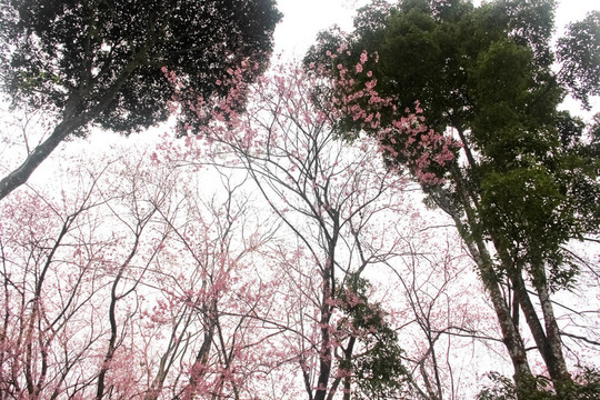 櫻花