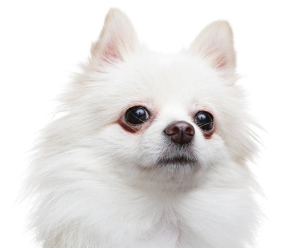 白博美犬斯皮茨狗