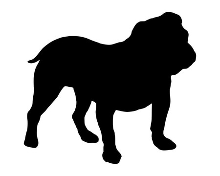 一個(gè)英國(guó)斗牛犬的黑色剪影
