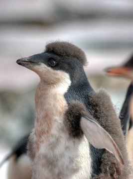 Adele penguin的肖像