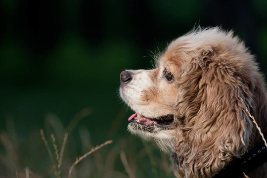 可卡犬的畫像在剖面視圖