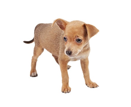 俄羅斯玩具獵犬在白色背景