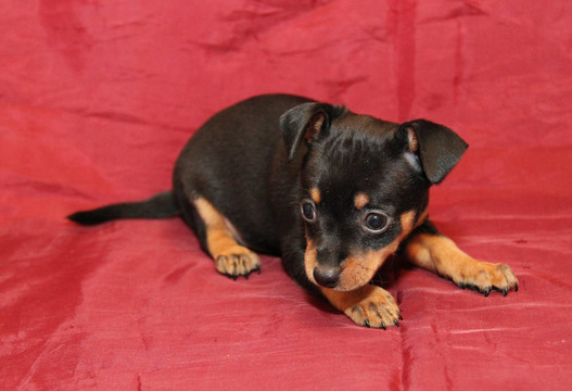 俄羅斯玩具犬