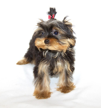 pupyy約克郡梗
