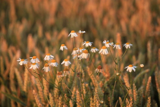 Chamomile 02