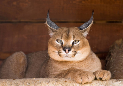 猞猁