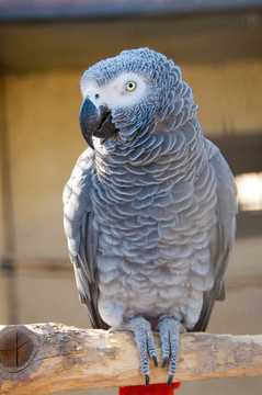 對(duì)zhako灰鸚鵡（Psittacus erithacus）