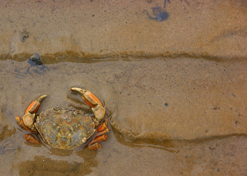 Beachcrab（Carcinus maenas）在沙