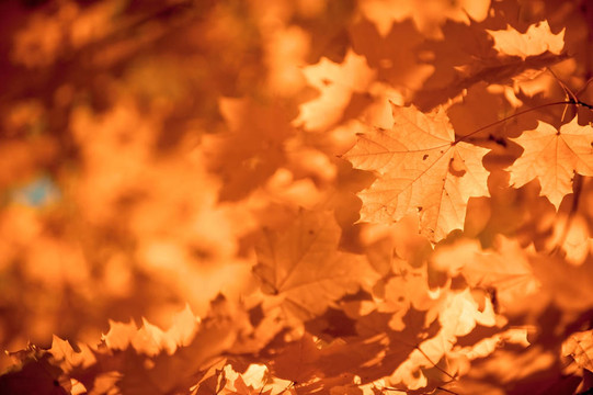 秋天的树叶；非常浅的焦点
