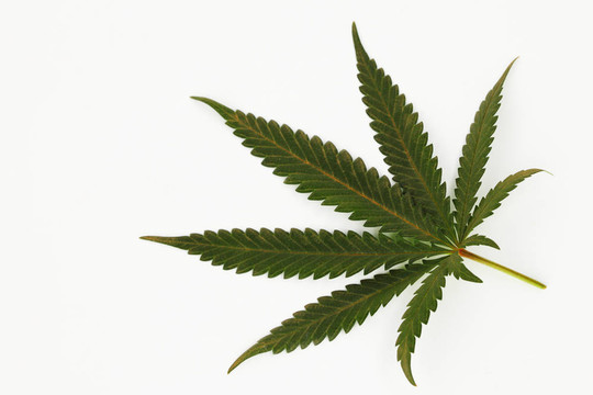 大麻葉