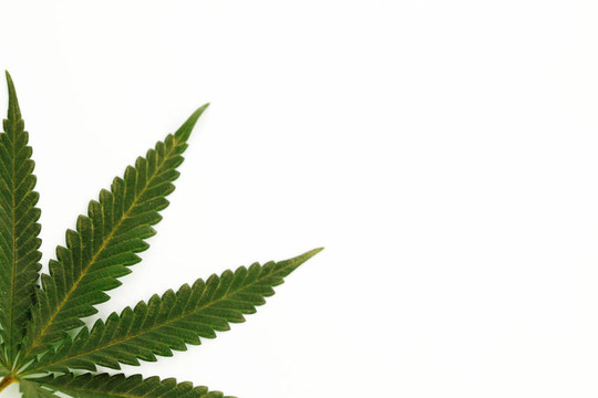 大麻