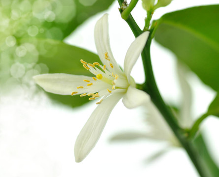 檸檬樹花
