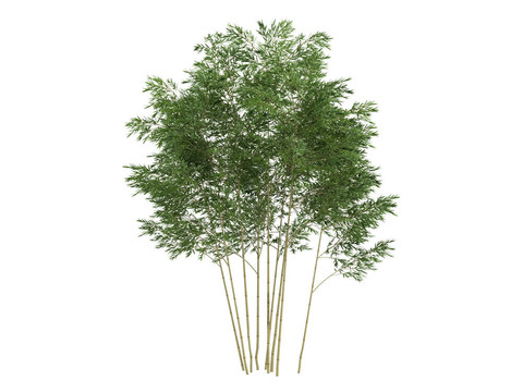 金色的人面竹、Phyllostachys aurea