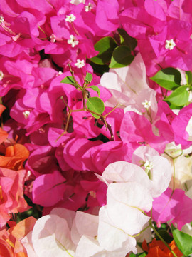 Bougainville的花