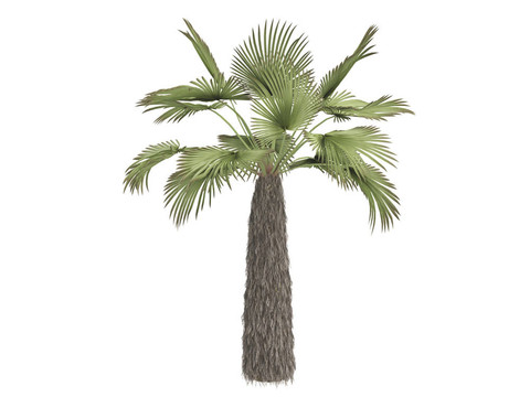 庫掌或Trachycarpus takil