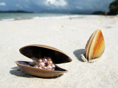 貝殼在沙灘上的Langkawi島；馬來西亞