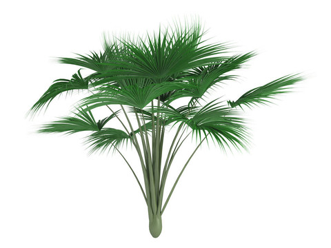 coco-de-mer_palm_（lodoicea_maldivica）