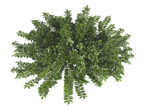 女貞忍冬或Lonicera pileata