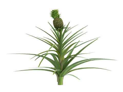 菠蘿或菠蘿