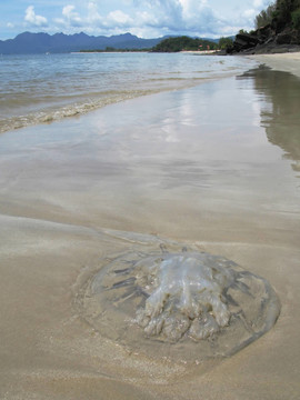 在Langkawi島的沙灘上的水母；馬來西亞