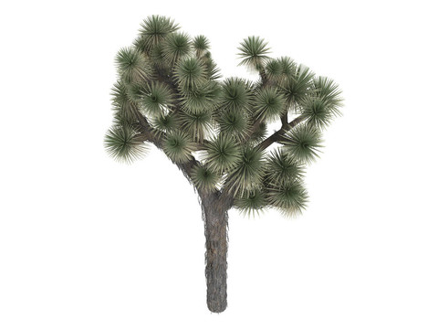 Joshua tree或短葉絲蘭
