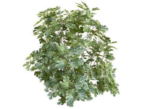 圖或Ficus carica
