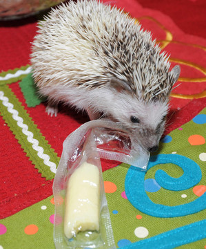 刺猬和cheesestick