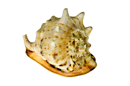 海貝殼