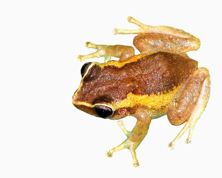 常見的coqui