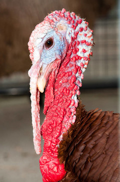 tom turkey的彩色頭