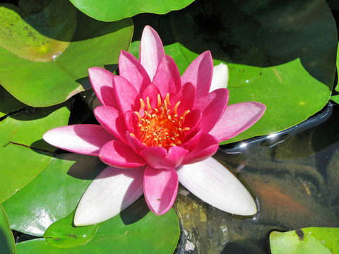 蓮花
