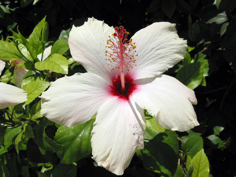 白芙蓉arnottianus