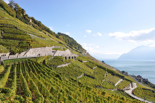 葡萄園在Lavaux；瑞士